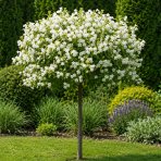 Vajgela kvetnatá (Weigela florida) ´CANDIDA´ - výška 110-140 cm, kont. C4L - NA KMIENKU